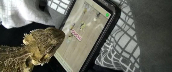 BeardedDragon